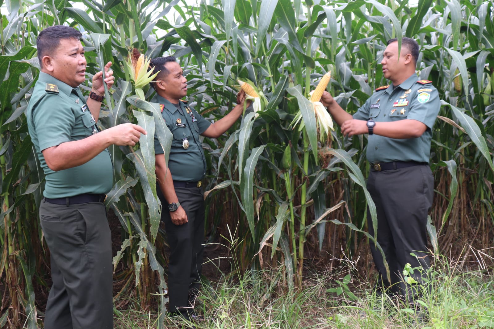 Dandim 0111/Bireuen Cek Pertumbuhan Tanaman Jagung di Lahan Milik Kodim 0111/ Bireuen