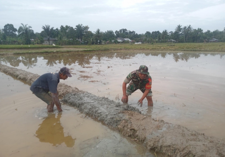 Babinsa Bandar Baru Bantu Petani Buat Pematang Sawah