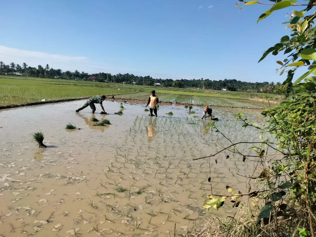 Musim Tanam Telah Tiba, Babinsa Koramil 04/Peureulak, Dampingi Warga Binaannya