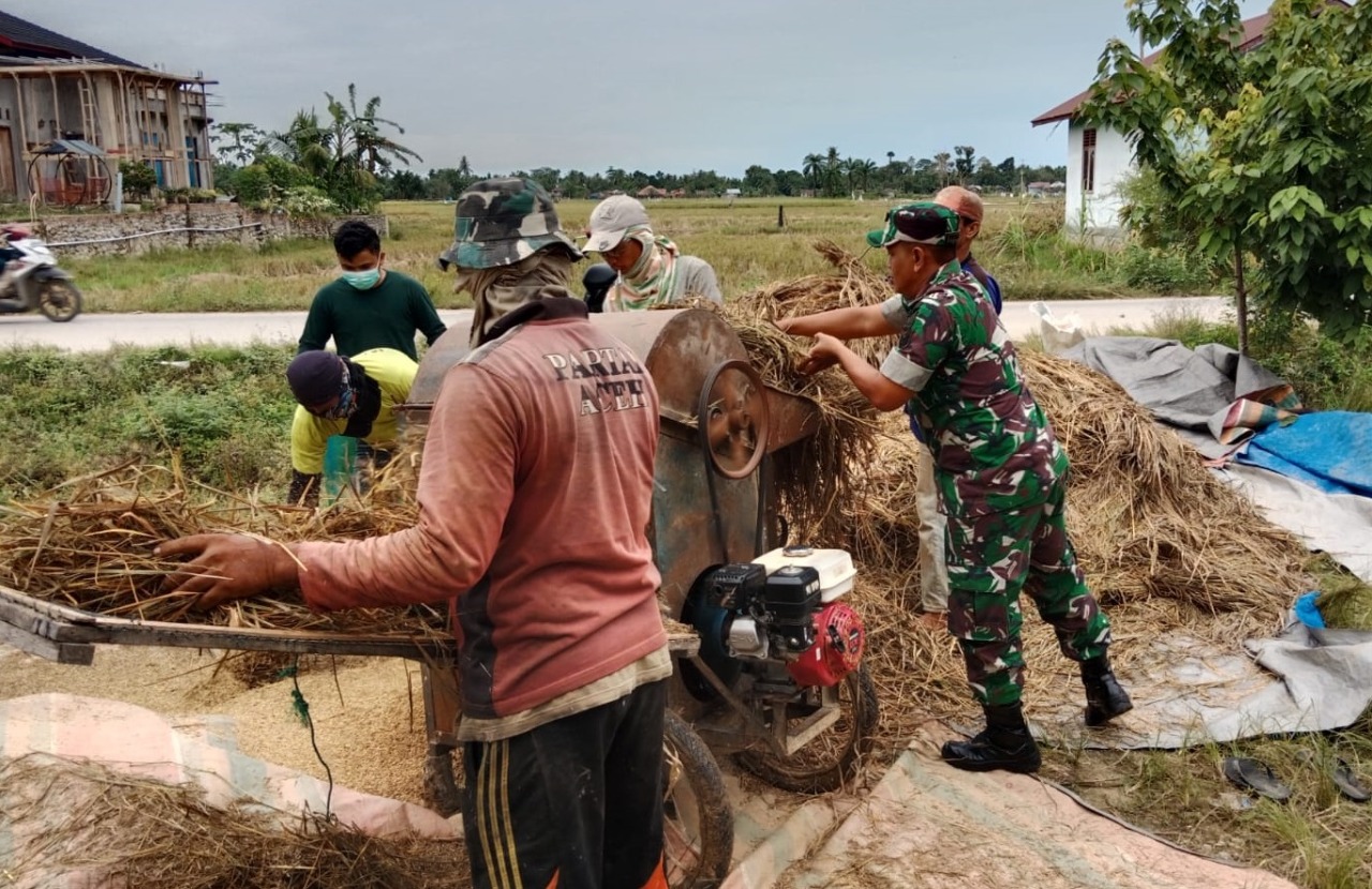 Rontokan Padi Hasil Panen, Babinsa Peureulak Aktif Lakukan Pendampingan