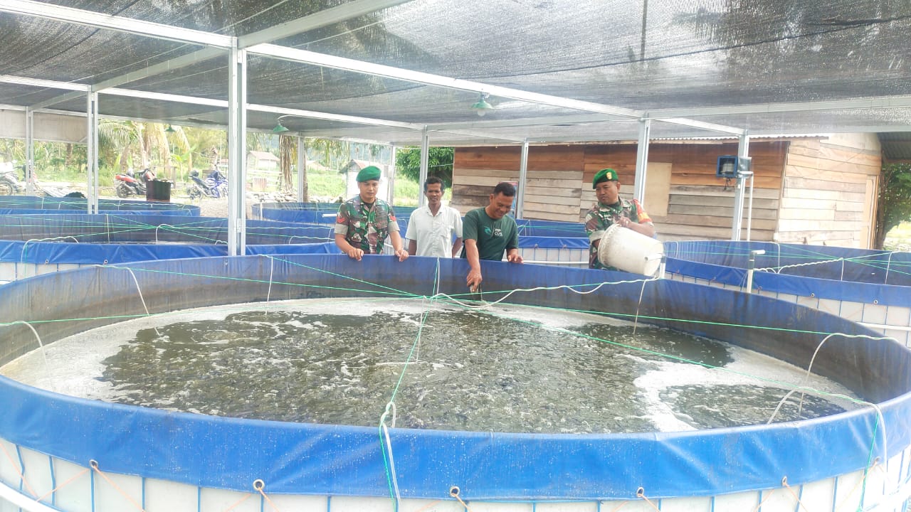 Babinsa Kodim 0108/Agara Dampingi Pokdakan Budi Daya Lele
