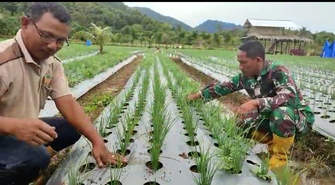 Danramil 14/Pasie Raja Terjun Langsung ke Lapangan Pantau Tanaman Bawang Merah Kelompok Tani Subur Jaya