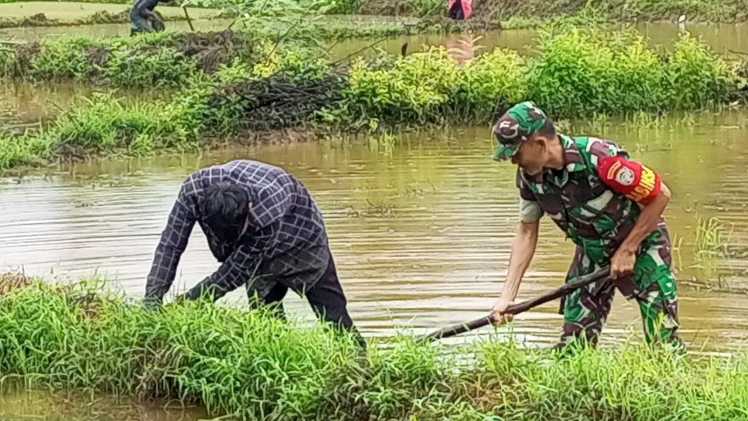 Beri Semangat, Babinsa Suliyadi Terjun Ke Sawah Dampingi Petani Binaan