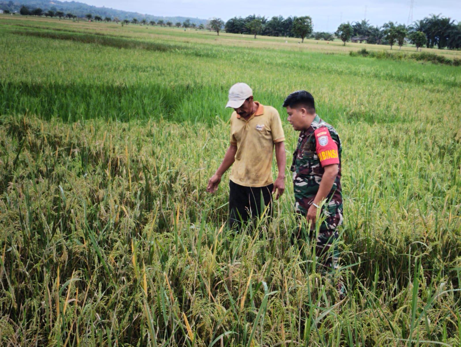Babinsa Piraldi Kawal Petaninya Menjaga Kualitas Padi Dari Serangan Hama