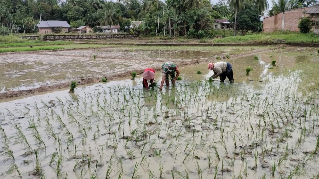 Sambagi Petani,Babinsa Koramil 14/Rantau Peureulak Bantu Tanam Padi