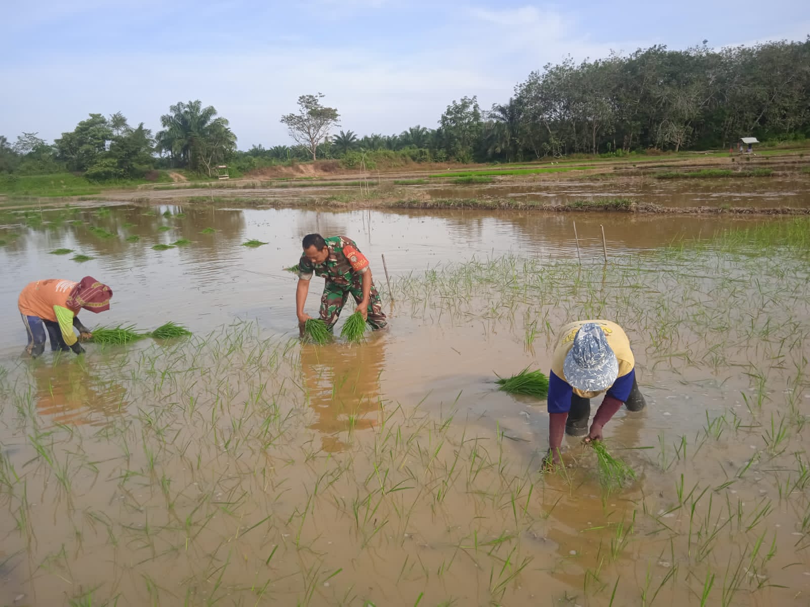Bantu Petani Menanam Padi, Sertu Hermanto Wujud Peduli Kepada Masyarakat Binaannya