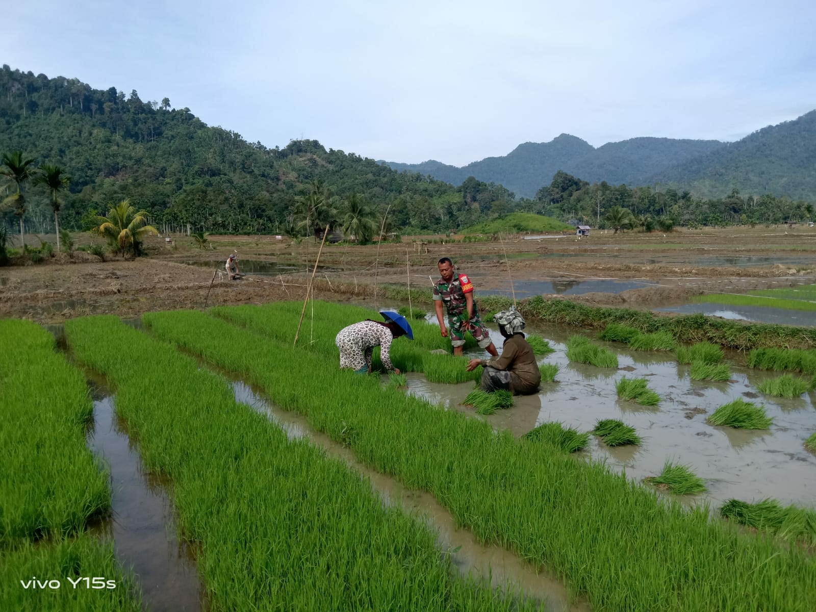 Demi Terwujudnya Ketahanan Pangan, Babinsa Kluet Tengah Terjun Langsung Bantu Petani Cabut Bibit Padi