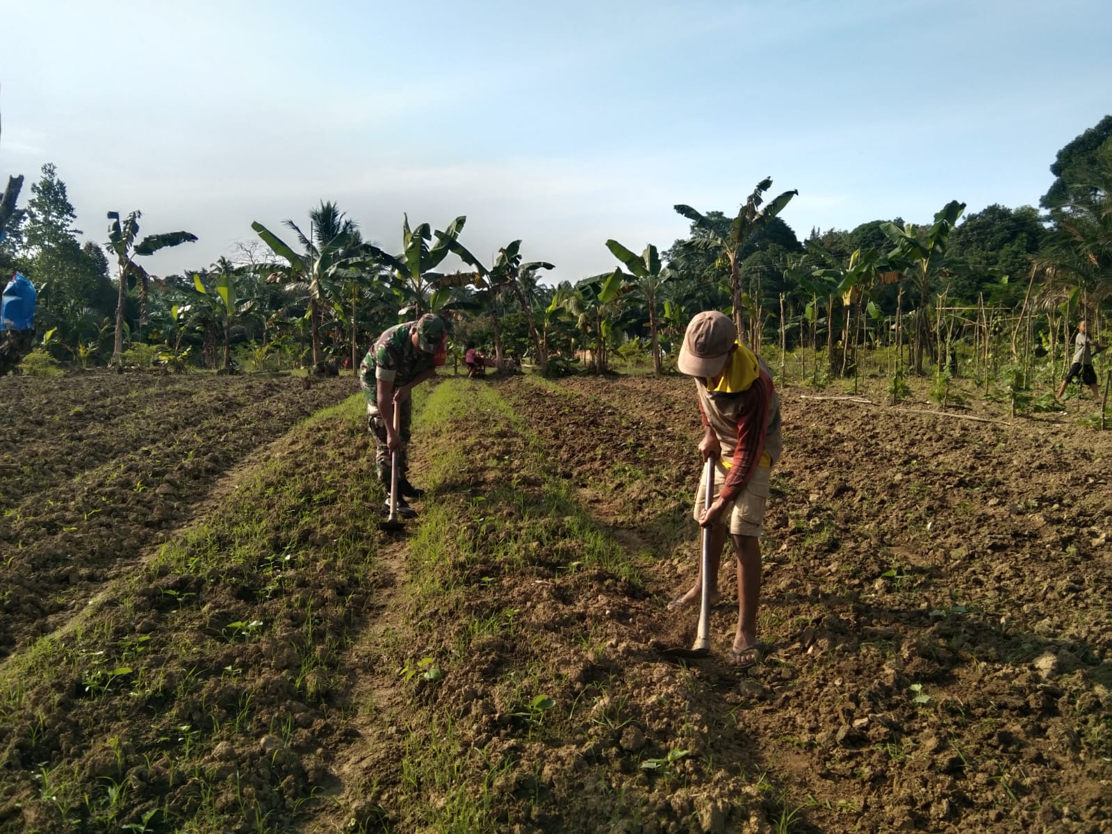 Aksi Babinsa Heru Purmanto Dampingi Petani Rawat Lahan Pertanian