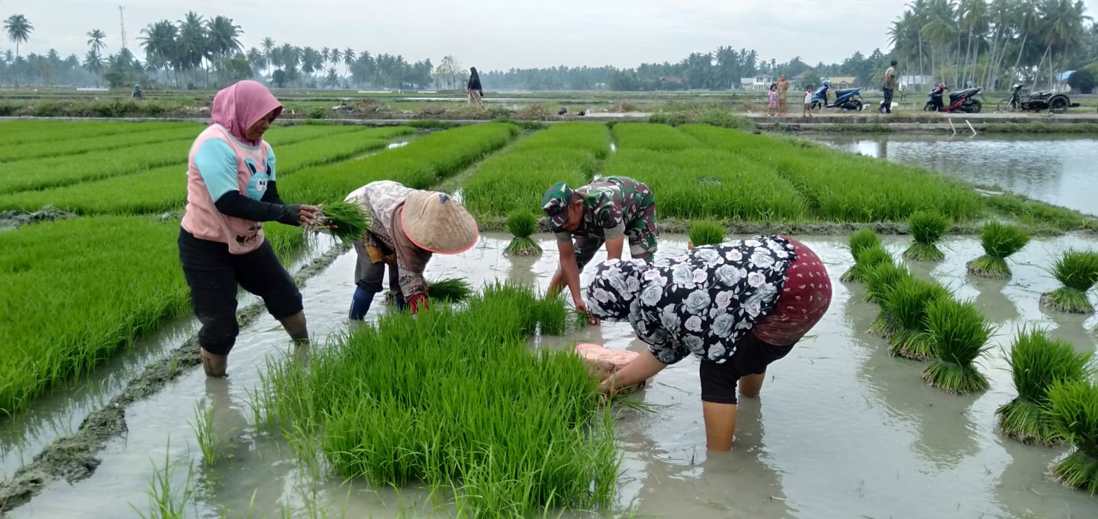 Babinsa Posramil Jeumpa Bantu Petani Cabut Bibit Padi Untuk Di Tanam