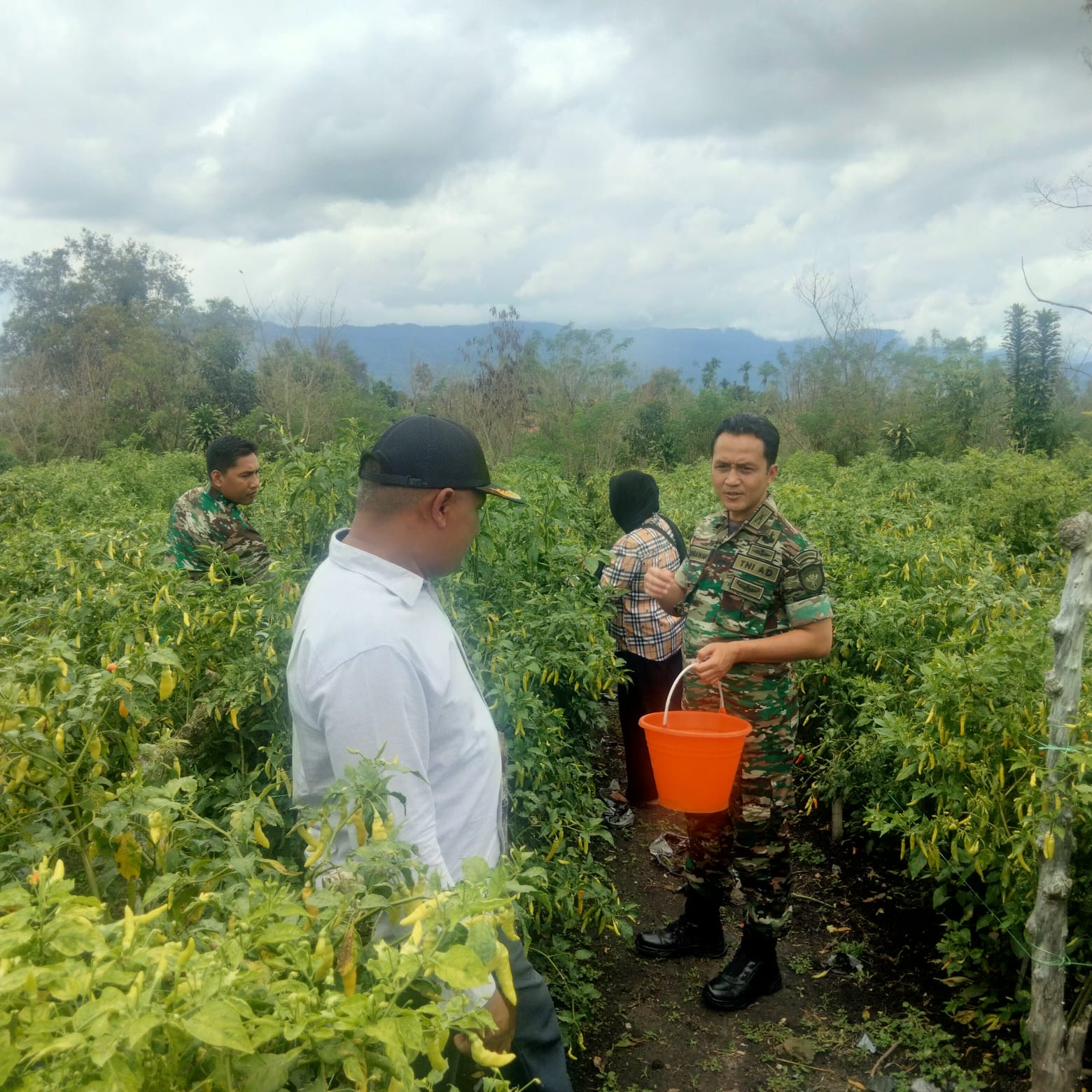 Prangkat Desa Blang Mancung Bangga Dengan Hadirnya Dandim 0106/Ateng Di Kebun Cabe.