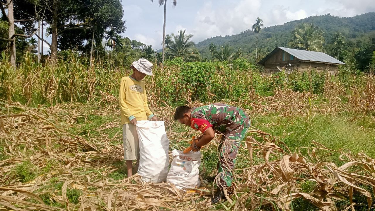 Dukung Ketahanan Pangan Babinsa Turun Lapangan Bantu Panen Jagung