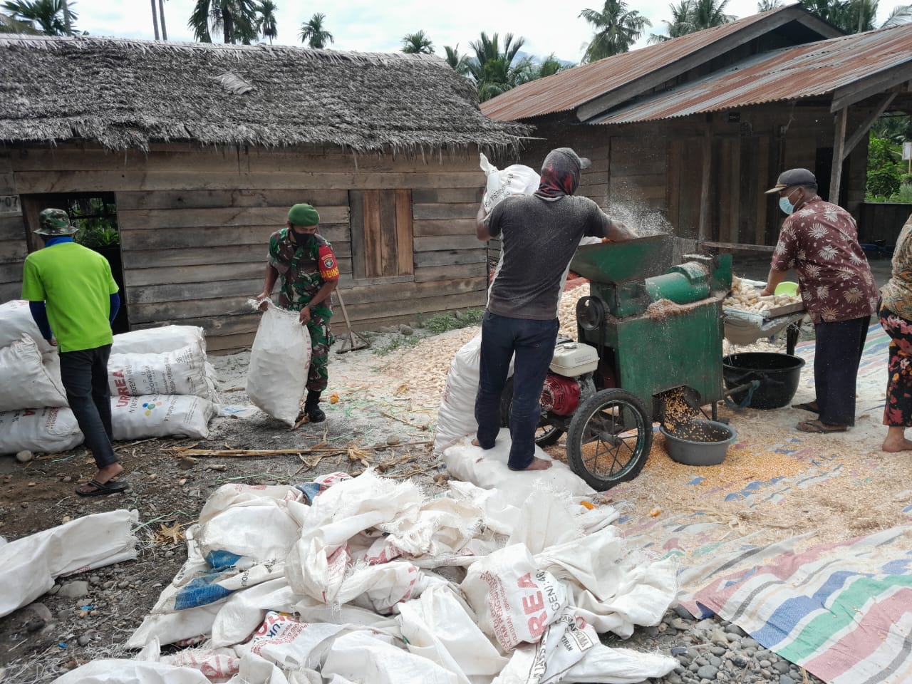 Pererat Silaturahmi Babinsa Bantu Warga Rontok Jagung Pasca Panen