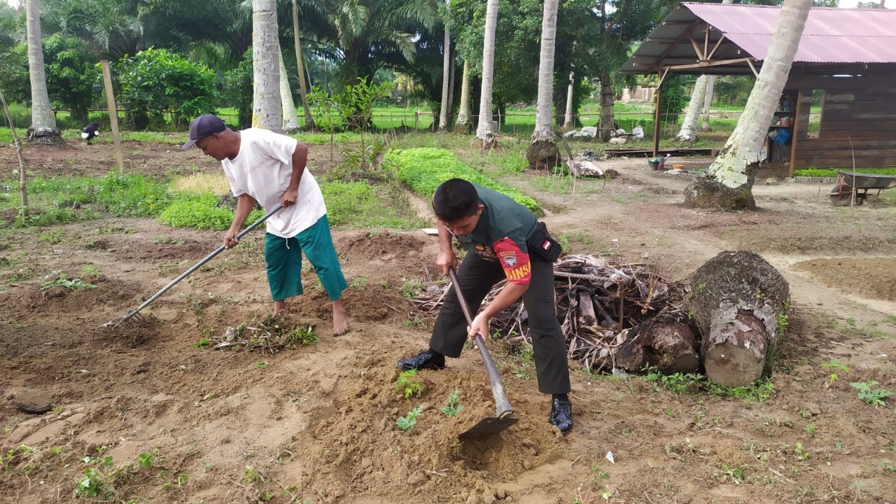 Jadikan Lahan Produktif, Babinsa Bersama Petani Sulap Lahan Kosong untuk Tanaman Semangka