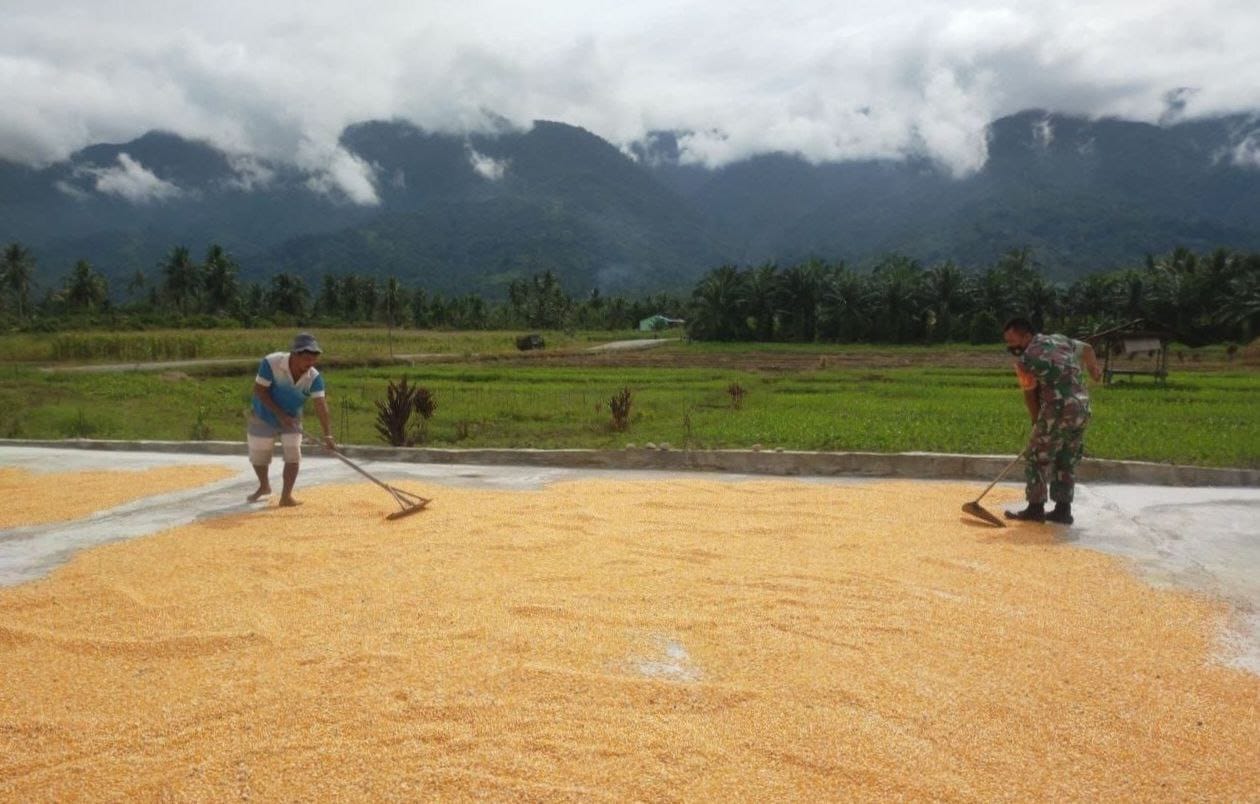 Pasca Panen Jagung Babinsa Bantu Jemur Jagung Warga