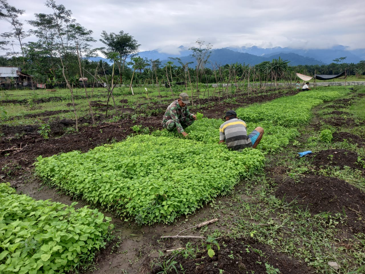 Dukung Kesejahteraan Petani Sayur, Babinsa Tenggulun Bantu Petani Panen Bayam