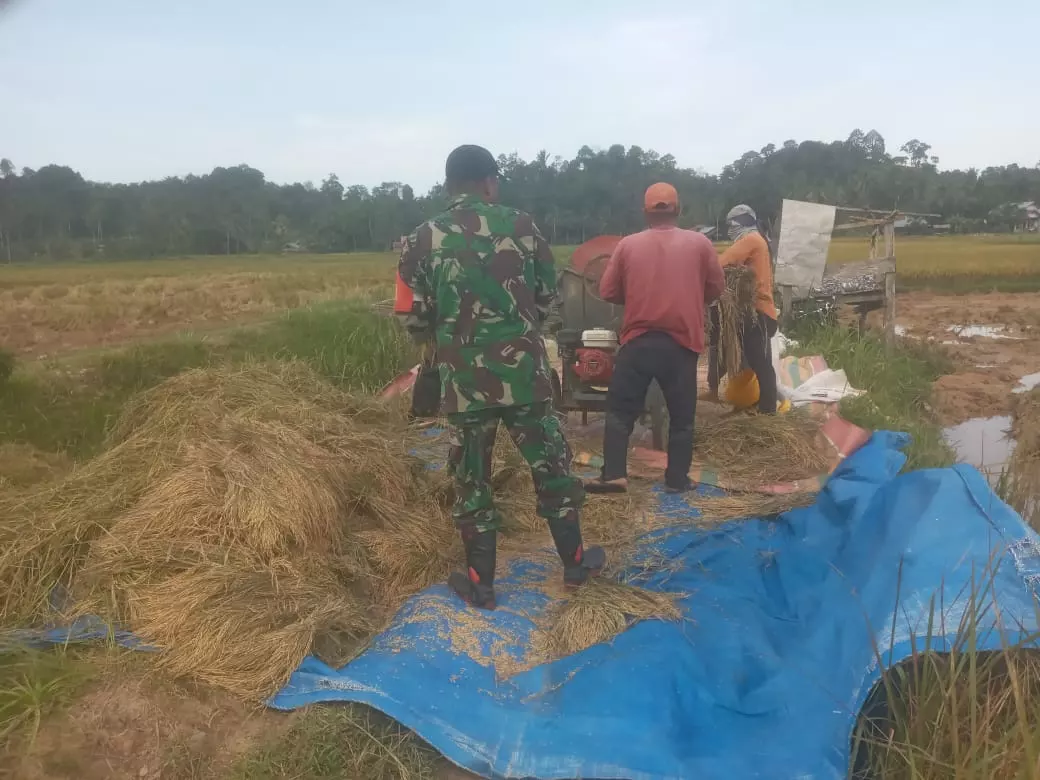 Serma Joko Sucipro Babinsa koramil 04/Plk,Beri Semangat Dan Motivasi Bantu Petani Merontokkan Padi