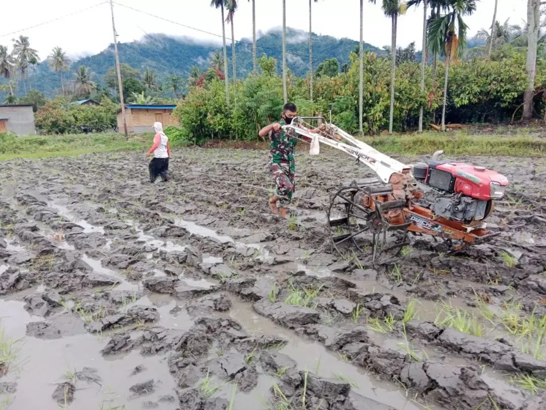 Dukung Swasembada Pangan Babinsa Bantu Petani Bajak Sawah