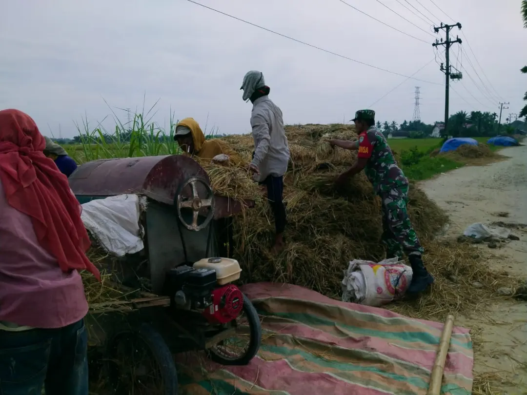 Babinsa Ramil 15/Plkb Bantu Petani Rontokkan Padi