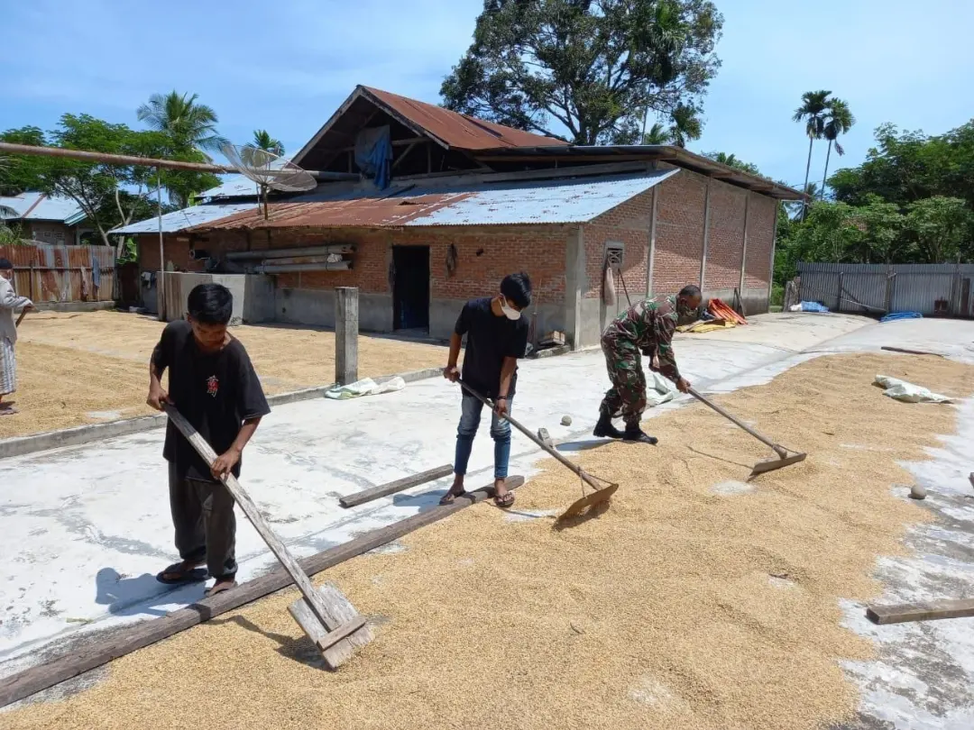 Menjaga Kwalitas Hasil Panen, Babinsa Kodim 0103/Aut Bantu Petani Menjemur Padi