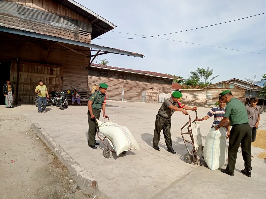 Dukung Ketahanan Pangan Wilayah Babinsa Bantu Jemur Padi