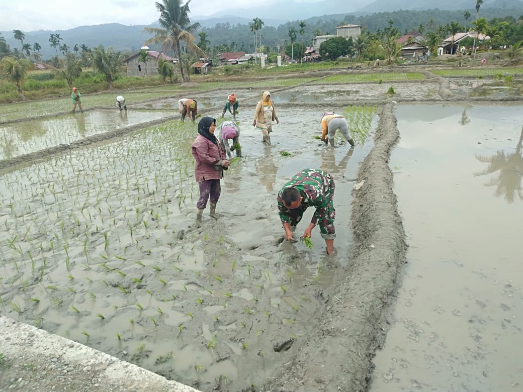 Dukung Swasembada Pangan Babinsa Turun Kesawah Tanam Padi
