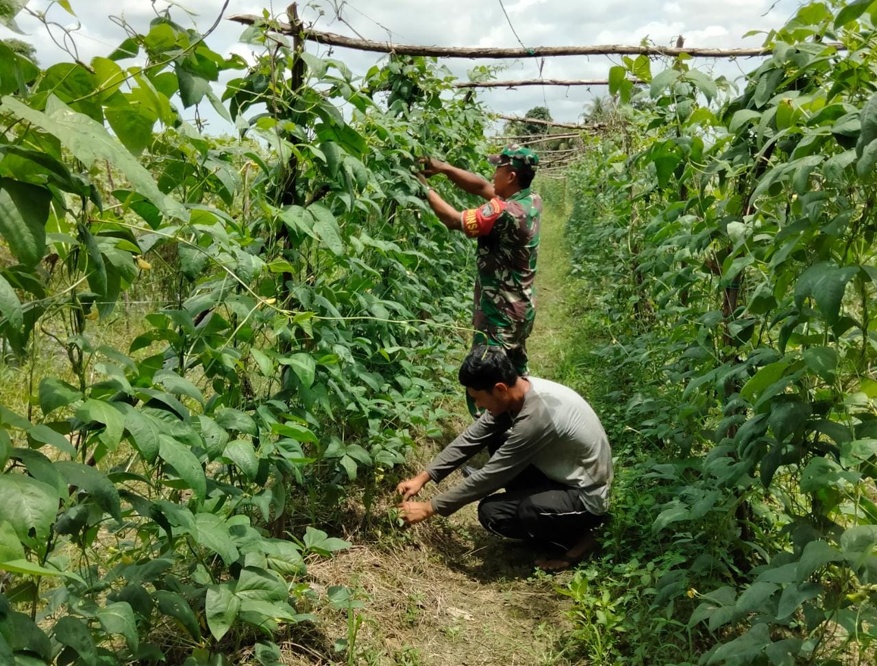 Babinsa Posramil Suka Makmue Bantu Petani Rawat Tanaman Kacang Panjang