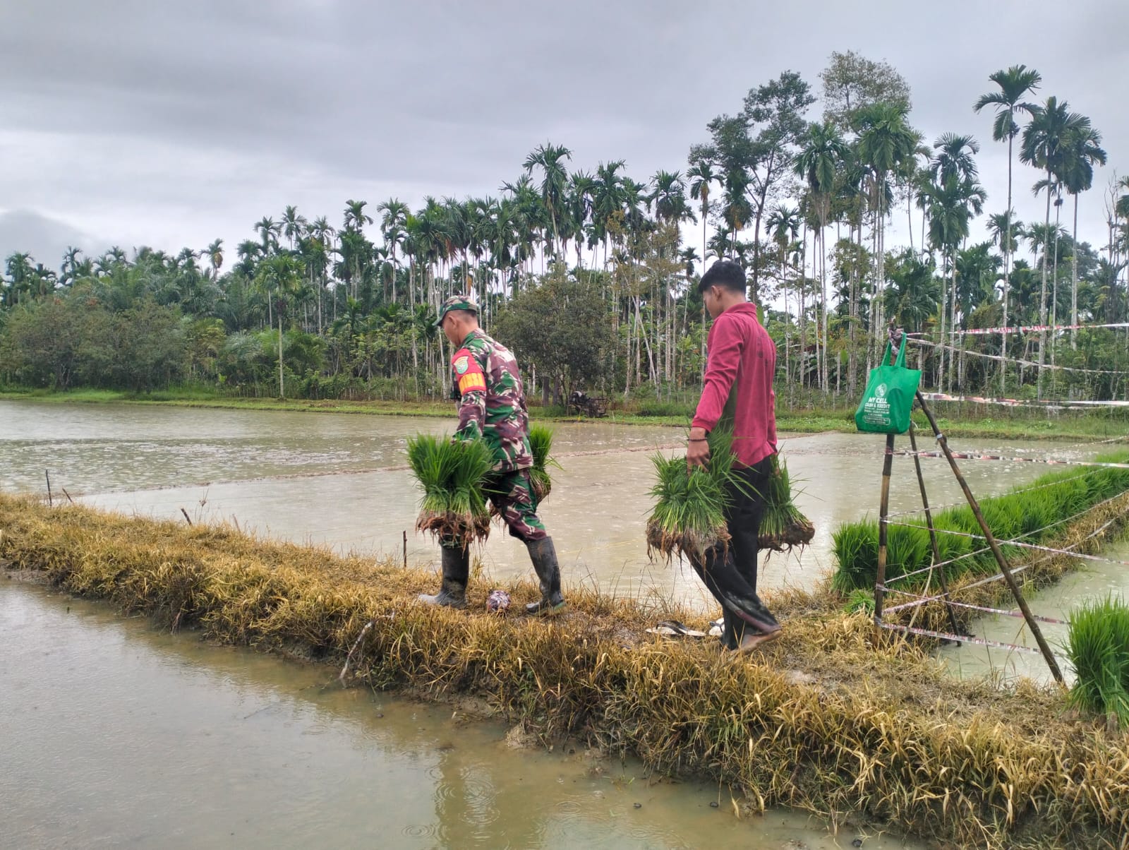 Di Desa Seuneubok Tuha, Dua Babinsa “Bantu Petani Angkat Bibit Padi”