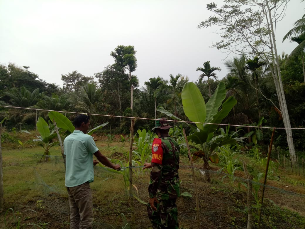 Ikut Merawat Pohon Pisang,Sertu Ansaruddin Koramil 21/Madat Komsos Bersama Desa Binaan