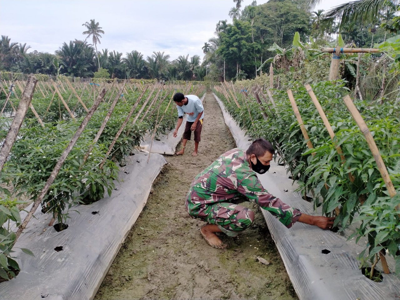 Tingkatkan Ketahanan Pangan Babinsa Koramil 03/Seunagan Timur damping Petani rawat tanama Cabe