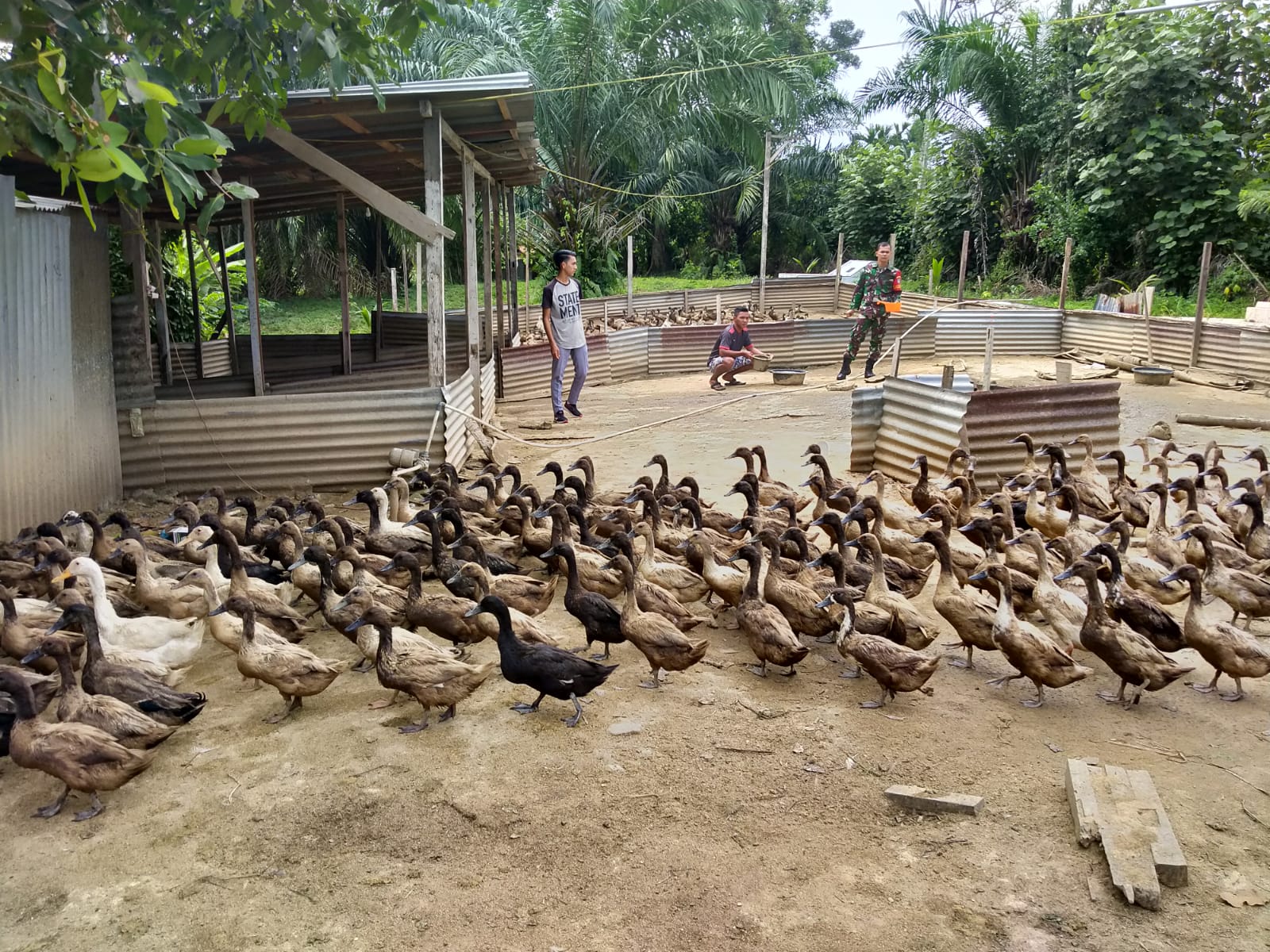 Dorong Dan Beri Motivasi Warga ,Babinsa Sambangi peternak Bebek Petelur
