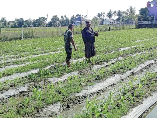Babinsa Bandar Dua Dampingi Petani Pantau Kondisi Lahan Tanaman Jagung