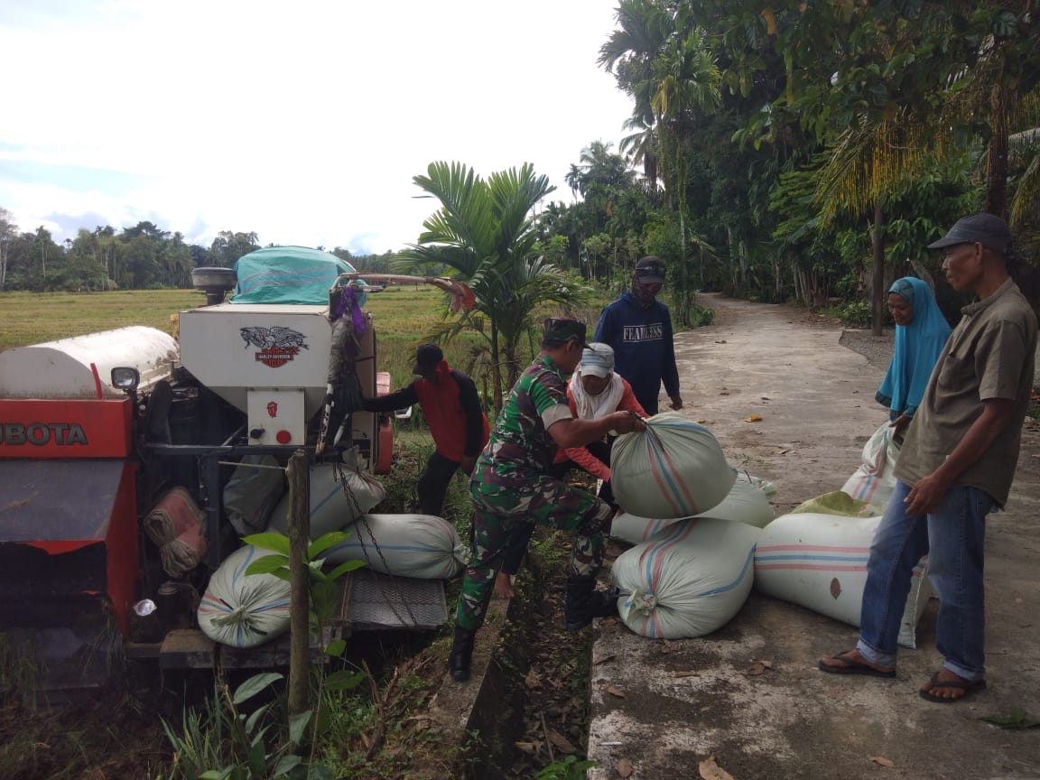 Babinsa Koramil 02/Seunagan bantu Petani Angkat Padi Hasil Panen