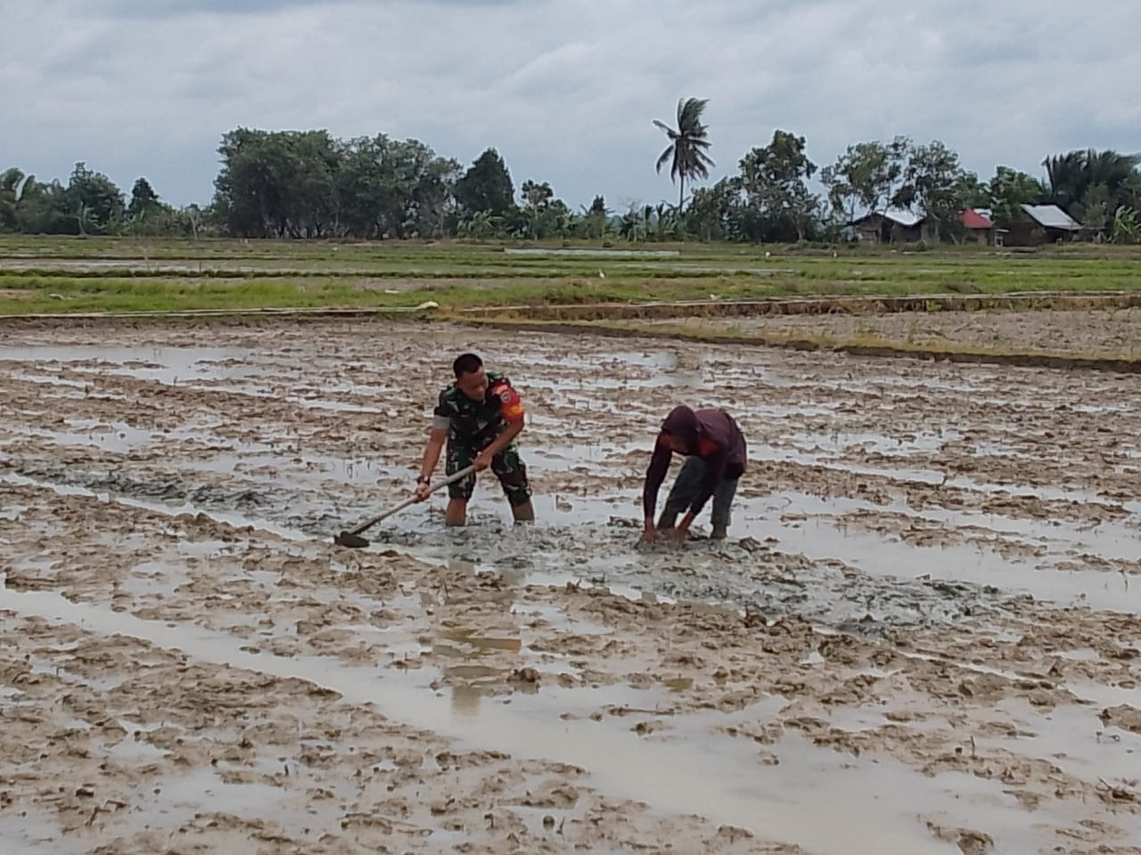 Wujud Kebersamaan,Babinsa Koramil 21/Madat Serda Ahmad Imam Bantu Petani Bajak Sawah
