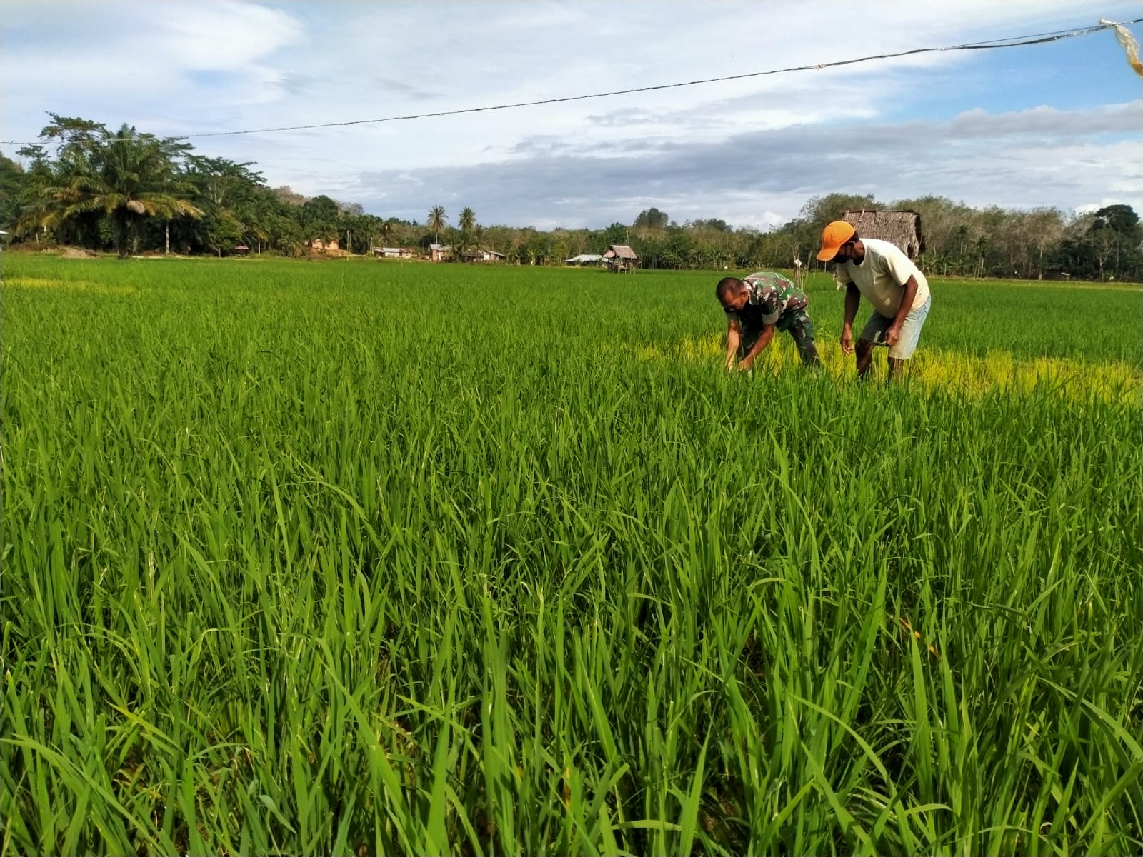 Babinsa Koramil 07/Kejuruan Muda Dampingi Petani Bersihkan Gulma Sawah