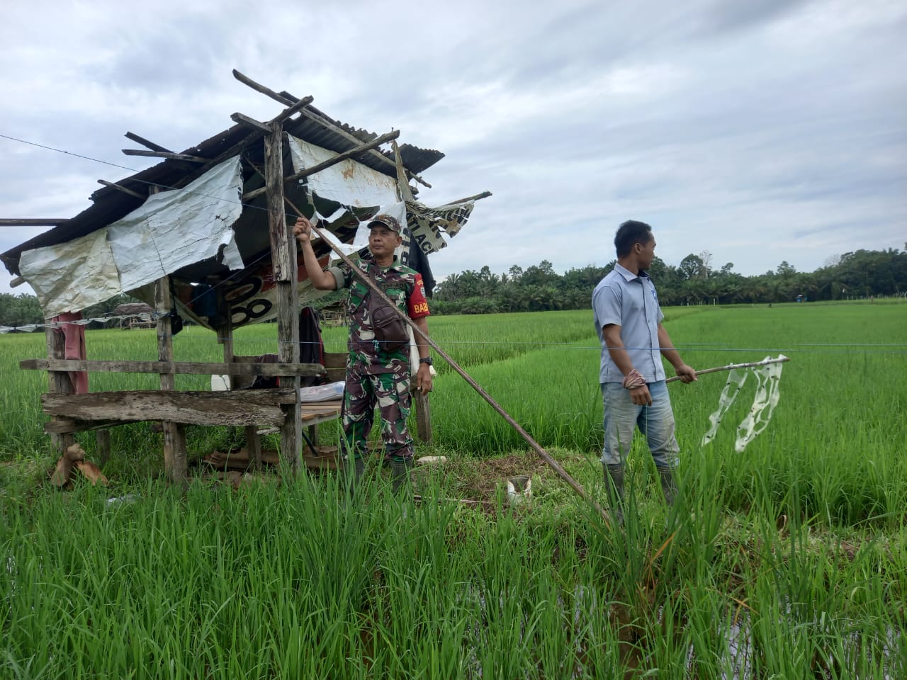 Babinsa Pos Ramil Tenggulun Bantu Petani Usir Hama Burung