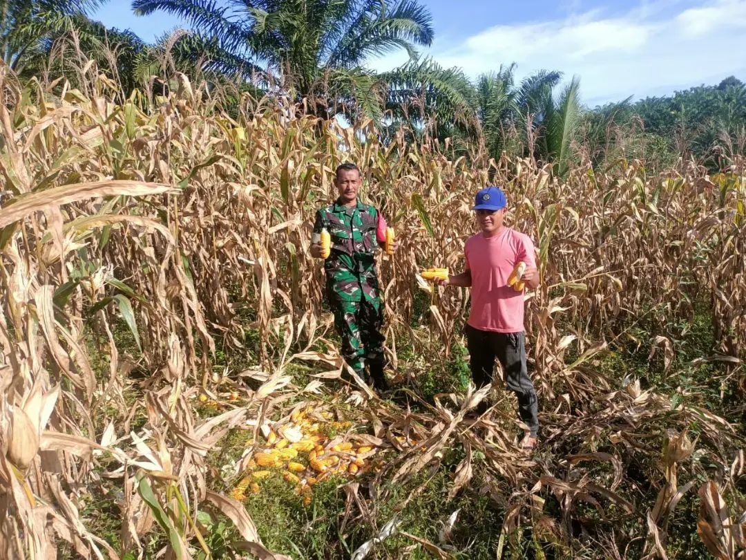 Sukseskan Ketahanan Pangan, Babinsa Jontor Bantu Warga Binaan Panen Jagung