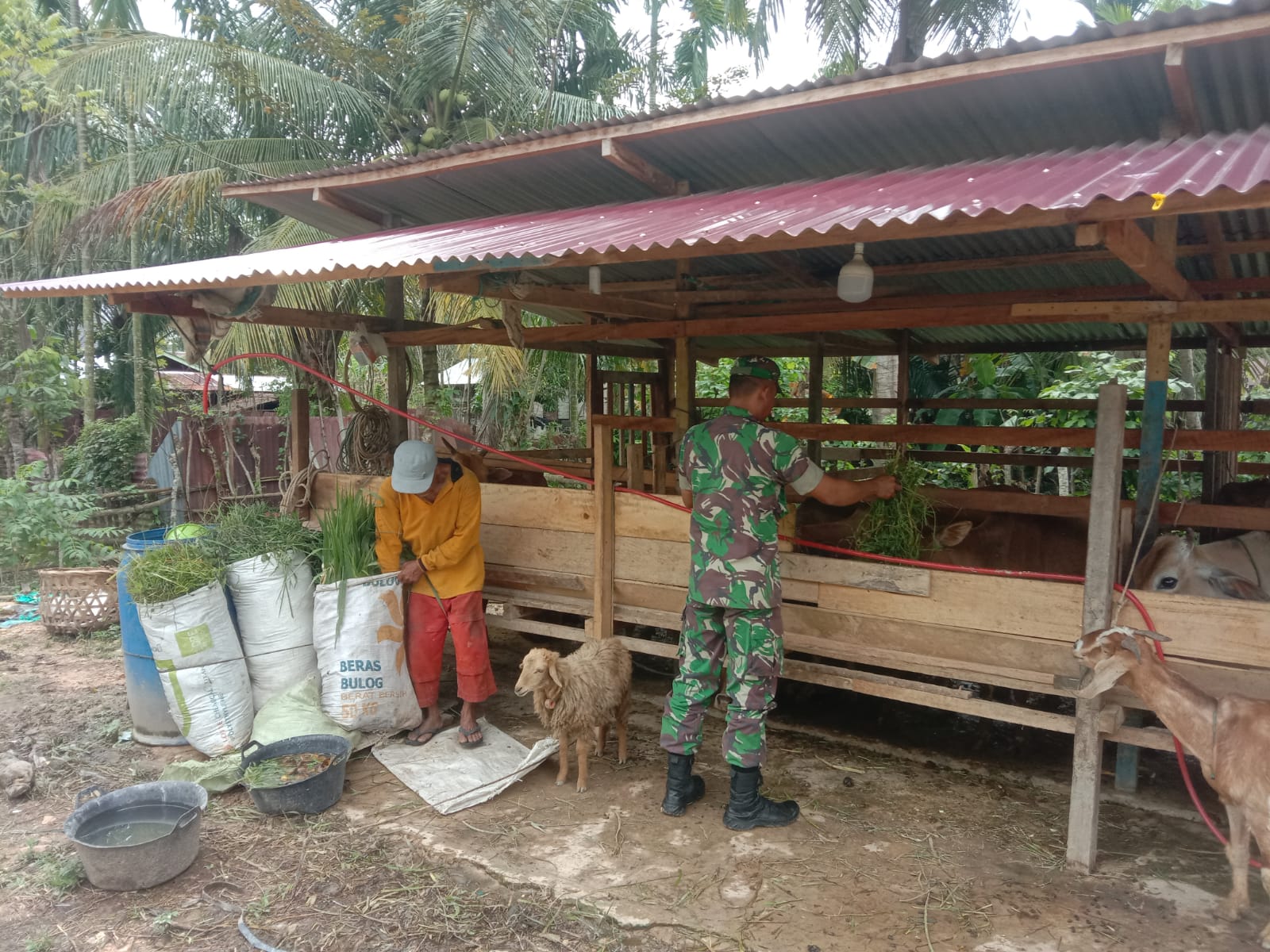 Pendampingan Babinsa Julok Pada Peternakan Sapi di Desa Binaan