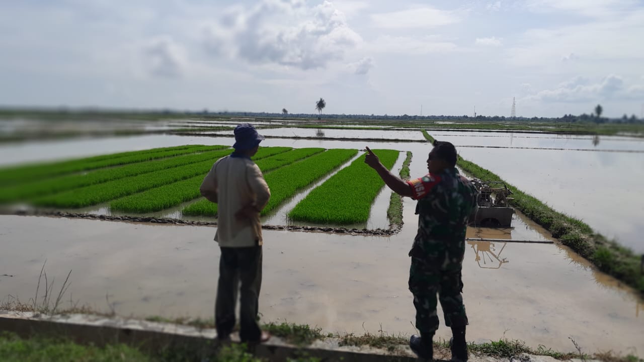 Bersama Petani, Kopda Dali Suhali Babinsa Koramil Madat, Kontrol Perkembangan Bibit Padi.