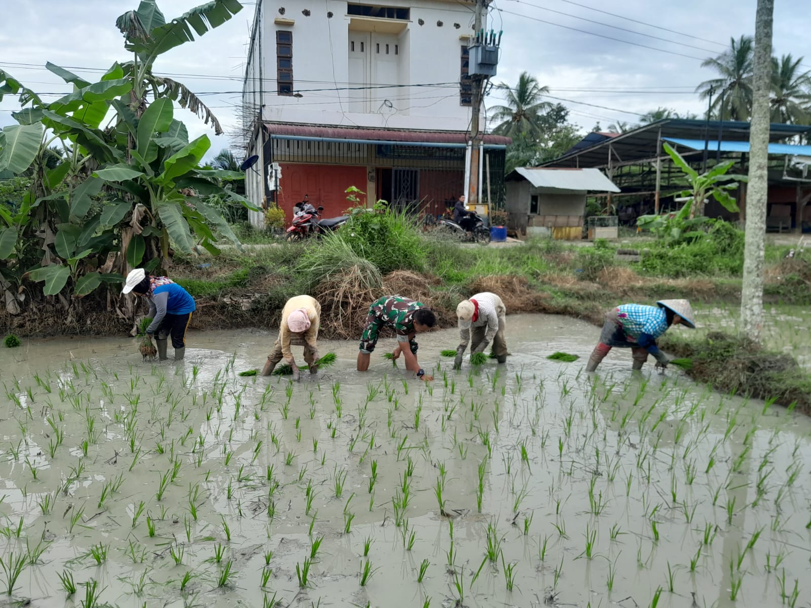 Bantu Petani Menanam Padi,Serda Ahmad Imam Babinsa Koramil 21/Madat Terjun Langsung Ke Sawah