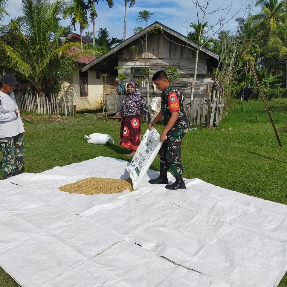 Trurun ke Desa Binananya Babinsa Kodim 0103/Aut Bantu Warga Menjemur Padi