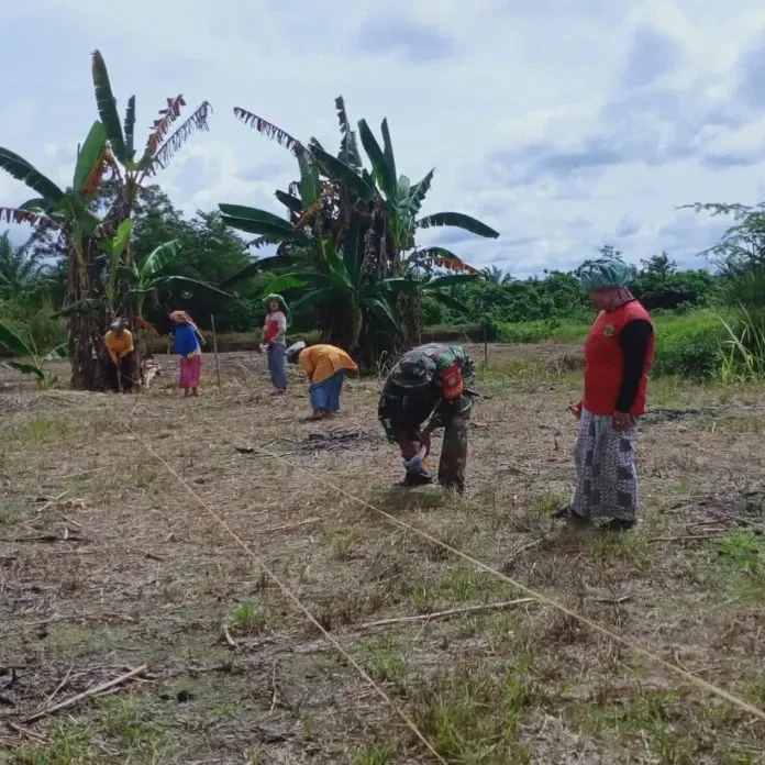 Babinsa Lae Oram Bantu Warga Menanam Jagung