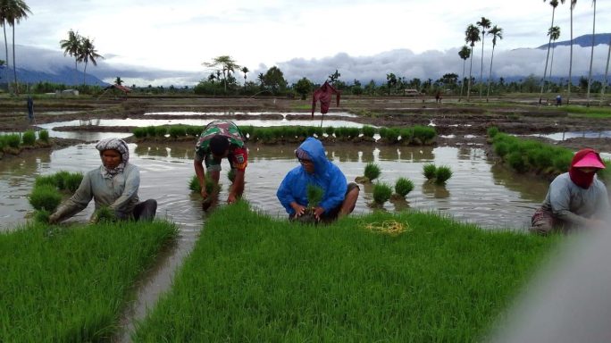 Laksanakan Pendampingan Babinsa Bantu Petani Cabut Bibit Padi