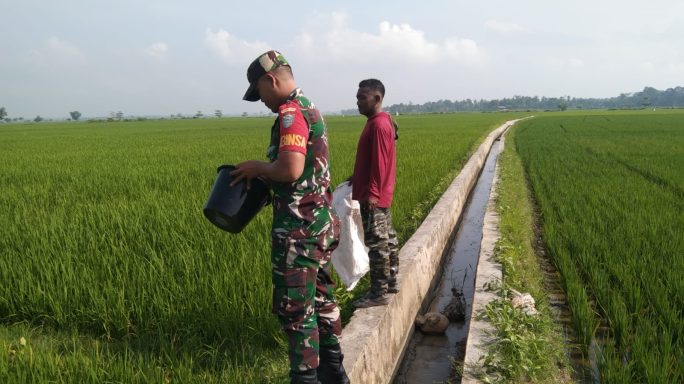 Jaga Pertumbuhan Padi Tetap Baik,Babinsa Koramil 21/Madat Bantu Petani Tabur Pupuk