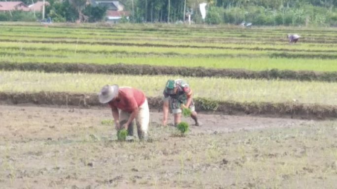Percepatan Masa Tanam, Babinsa Latim Bantu Petani Tanam Padi