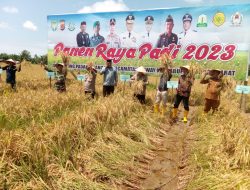 Dandim 0105/Abar Diwakili Danramil 03/Kaway XVI Mengikuti Pelaksanaan Panen Raya Di Desa Padang Mancang