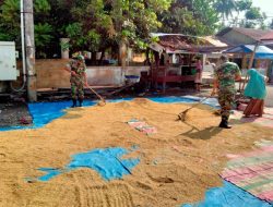 Sebagai Wujud Kepedulian Kepada Warga Binaan, Babinsa Mutiara Timur Bantu Petani Jemur Padi