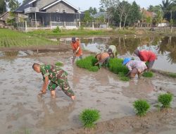Babinsa Meurah Dua Bantu Petani Cabut Bibit Padi Siap Tanam