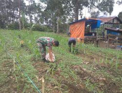 Wujud Kepedulian ,Babinsa Bantu Petani Pupuk Jagung