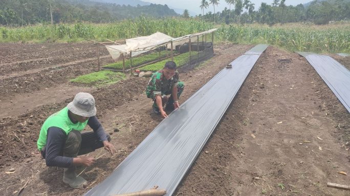 Dukung Dan Dampingi Usaha Warga Binaan Babinsa Bantu Pasang Mulsa Bedeng Cabe