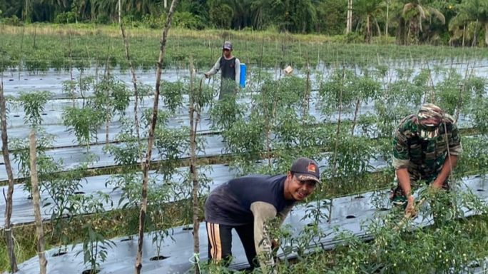Dengan Penuh Semangat Sertu Hermanto Bantu Petani Cabai Bersihkan Gulma